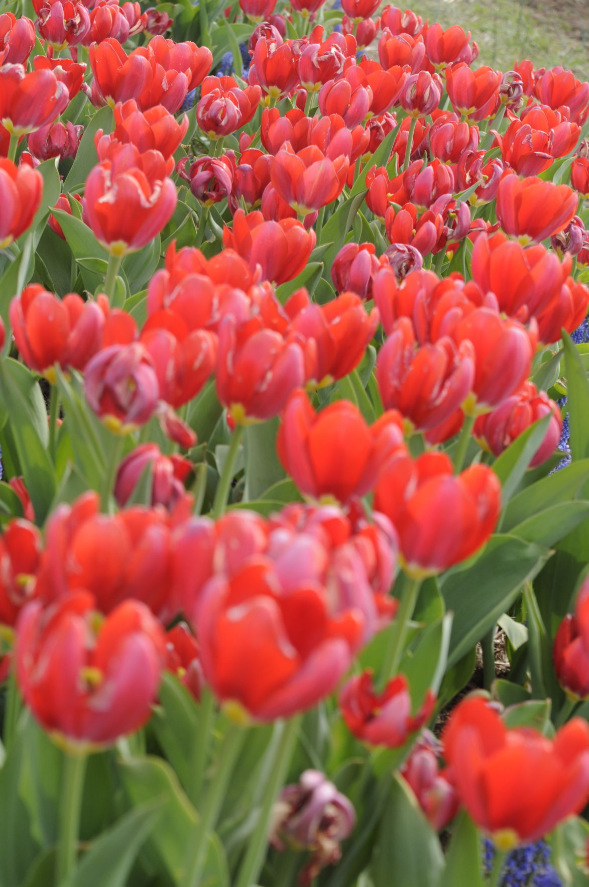 Tulips in bloom at Burnside Farms